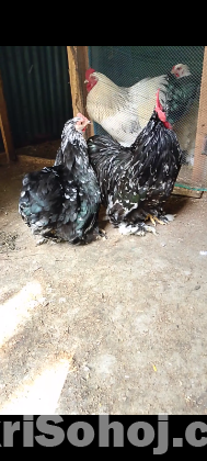 একজোরা কোচিং মুরগী বিক্রি করা হবে রানিং।